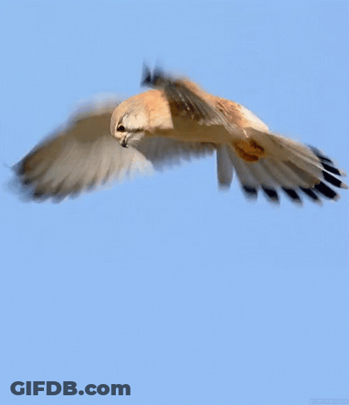 Adorable Hawk Flying GIF