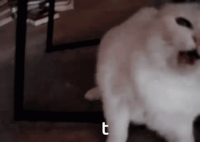Adorable Hissing Cat GIF