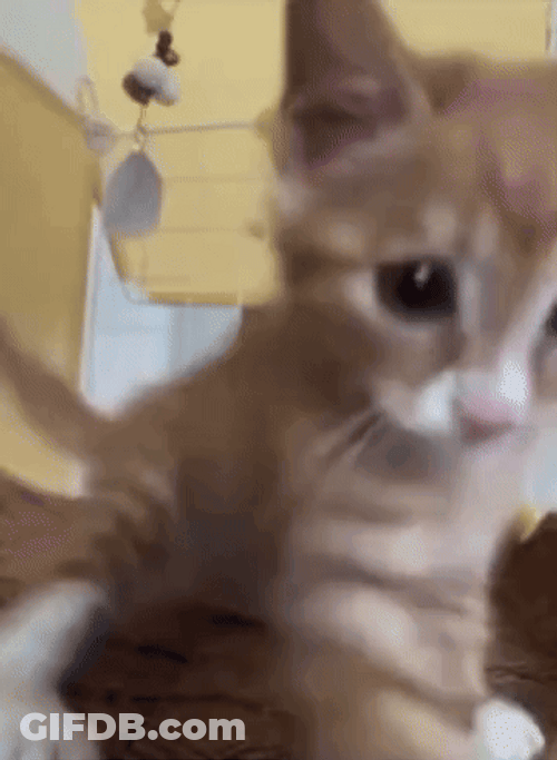 Adorable Kitten Camera Smack GIF