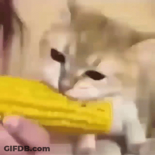 Adorable Kitten Frantic Eating Corn GIF