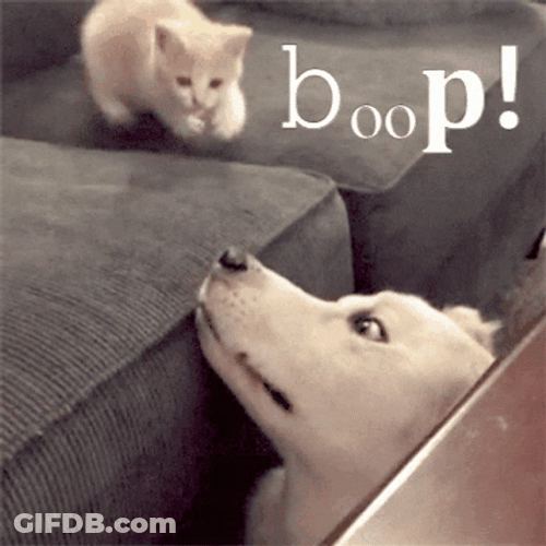 Adorable KItten Giving Dog Boop GIF