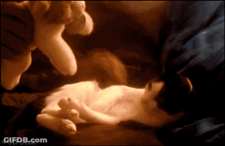Adorable Kitten Hugs My Precious Toy GIF
