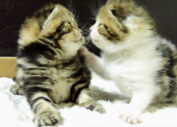 Adorable Kitten Kiss You GIF