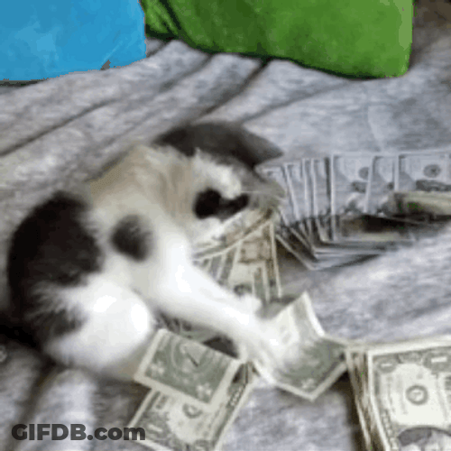 Adorable Kitty Playing With Money GIF