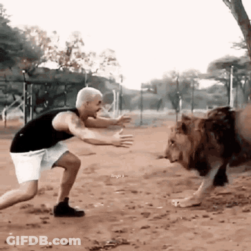 Adorable Lion Big Jump GIF