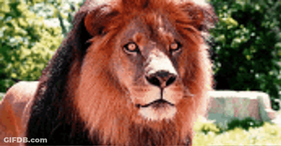 Adorable Lion Little Tongue Out GIF