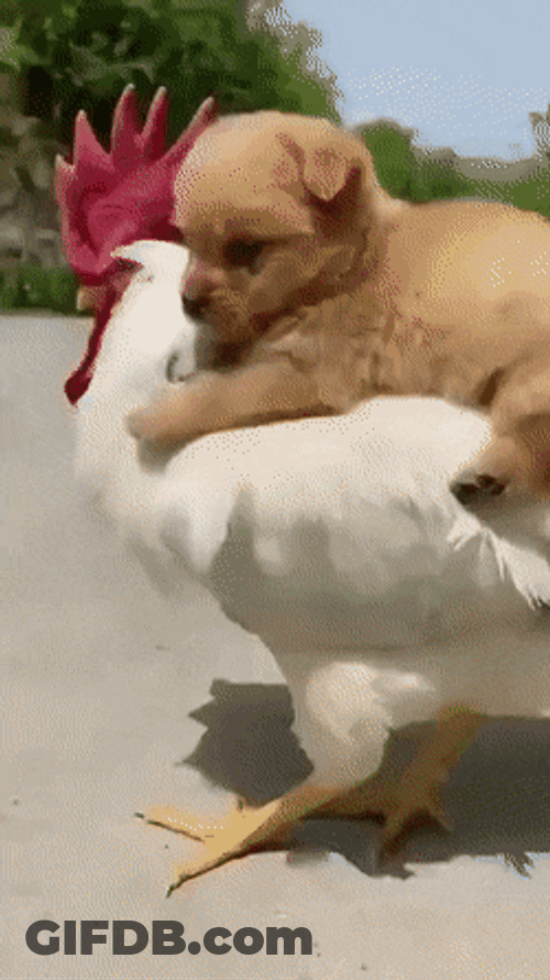 Adorable Little Puppy Riding Chicken On Street GIF