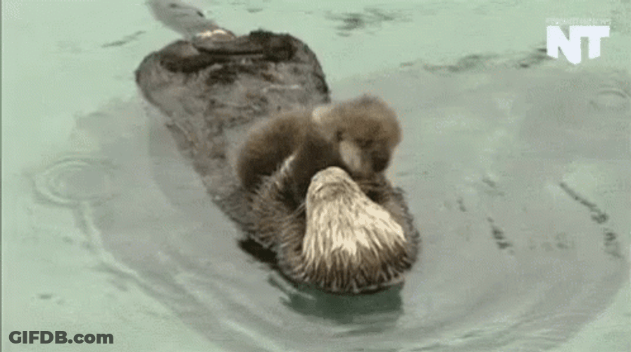 Adorable Mom And Baby Otters Floating GIF