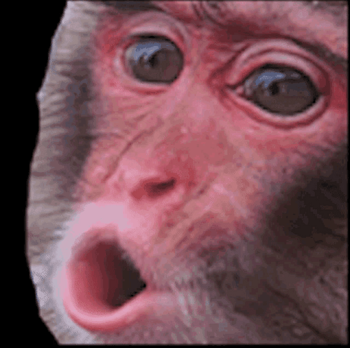 Adorable Monkey Pout GIF