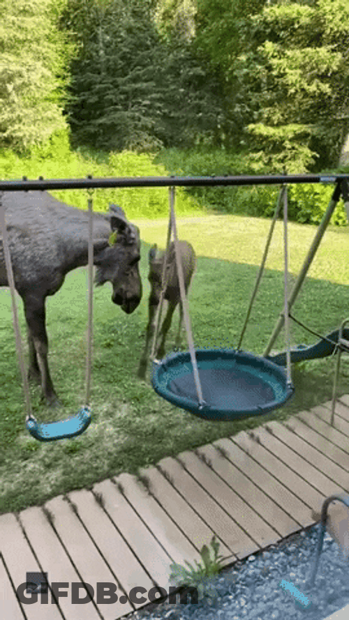 Adorable Moose Playing GIF