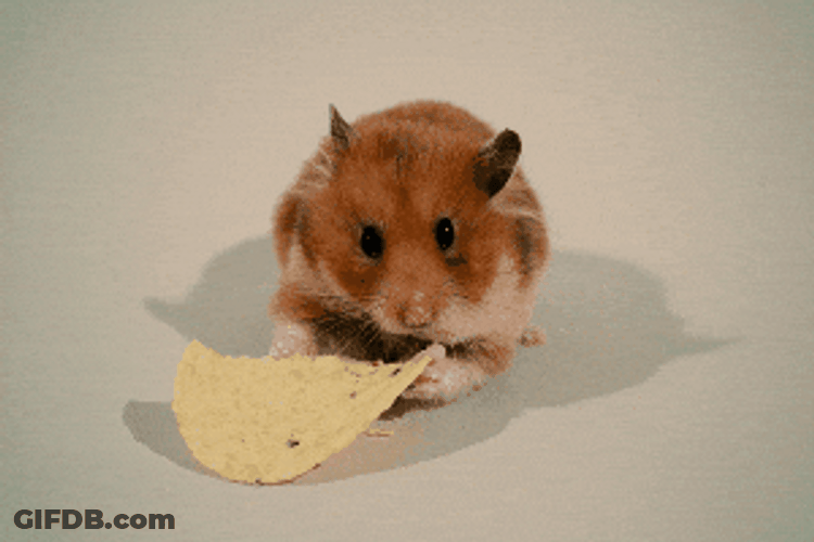 Adorable Mouse Munching Chips GIF