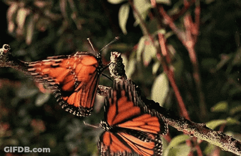 Adorable Orange Butterflies GIF