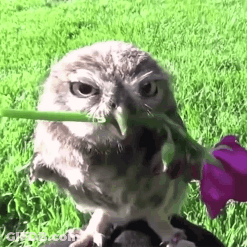 Adorable Owl Biting Flower GIF