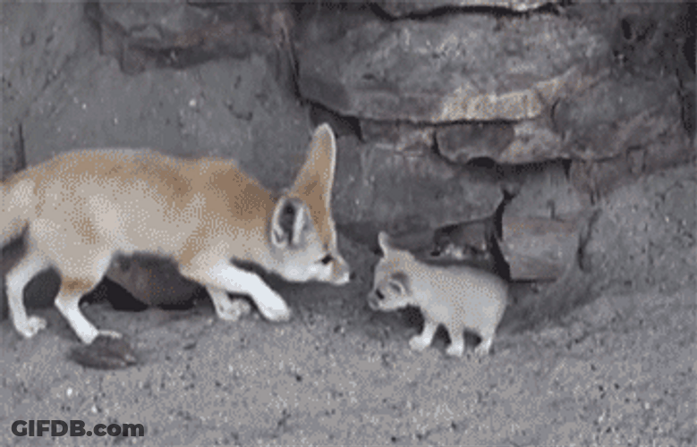 Adorable Parent And Cute Baby Fox GIF