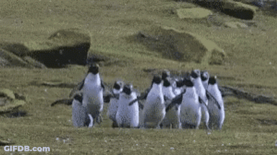 Adorable Penguins Skipping Together GIF