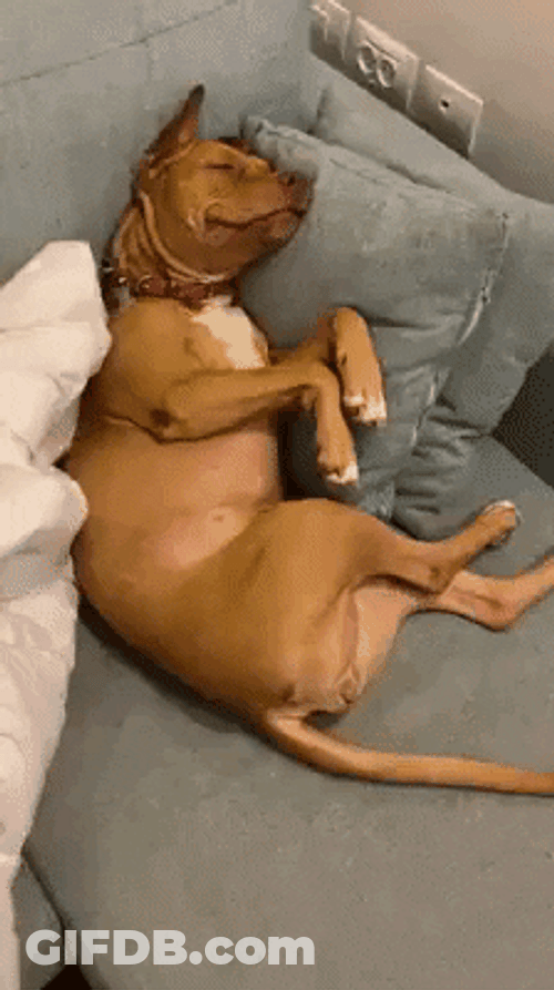 Adorable Pet Dog Sleeping Couch GIF