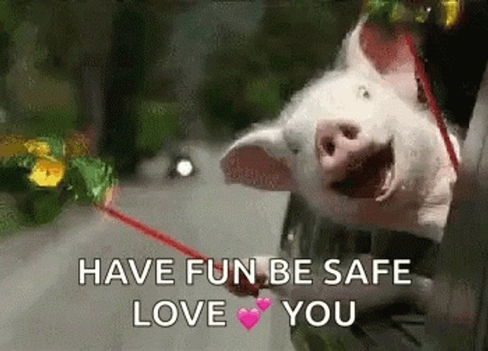 Adorable Pig Have Fun GIF
