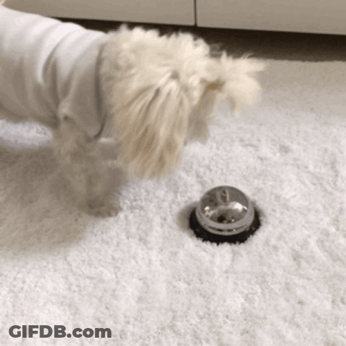Adorable Poodle Hitting Bell GIF