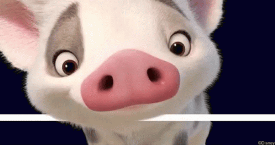 Adorable Pua Pig Sniffing GIF