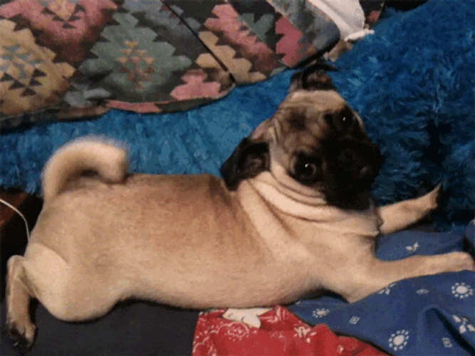 Adorable Pug Wiggling It's Tail GIF