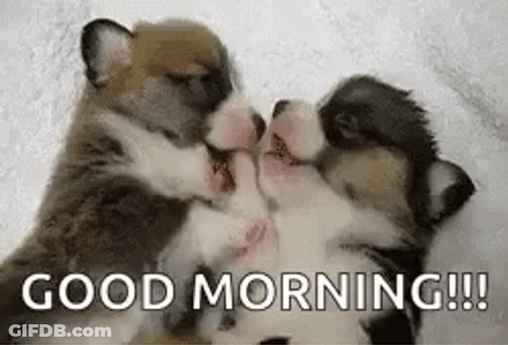 Adorable Puppies Play Bite Good Morning Puppy GIF