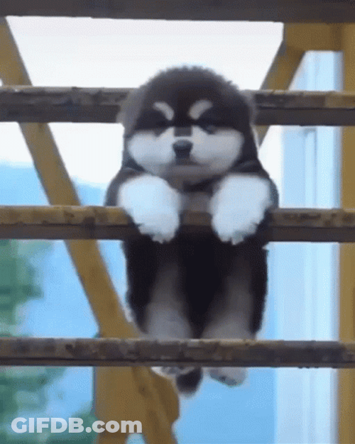 Adorable Puppy Hanging On GIF