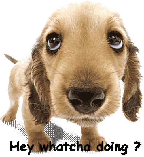 Adorable Puppy Whatcha Doin Look GIF