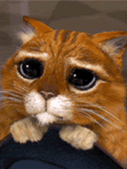 Adorable Puss In Boots Eyes GIF