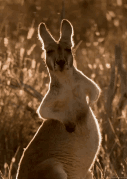 Adorable Red Kangaroo Rubbing Tummy GIF