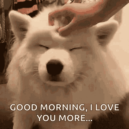 Adorable Samoyed Yawning Good Morning Puppy GIF