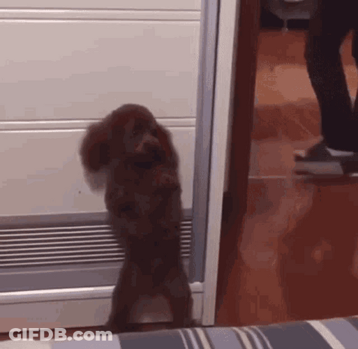 Adorable Scared Dog Hiding Out GIF