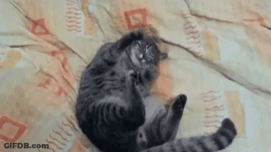 Adorable Sleeping Cat Making Biscuits GIF