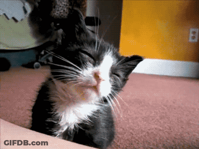 Adorable Sleepy Cat Very Drowsy GIF