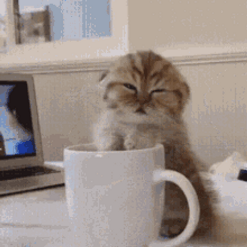 Adorable Sleepy Little Cat Falling Asleep Standing GIF