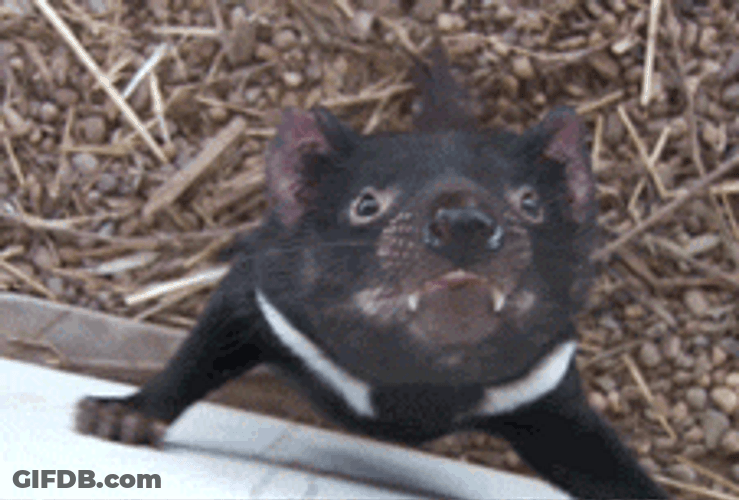 Adorable Tasmanian Devil GIF