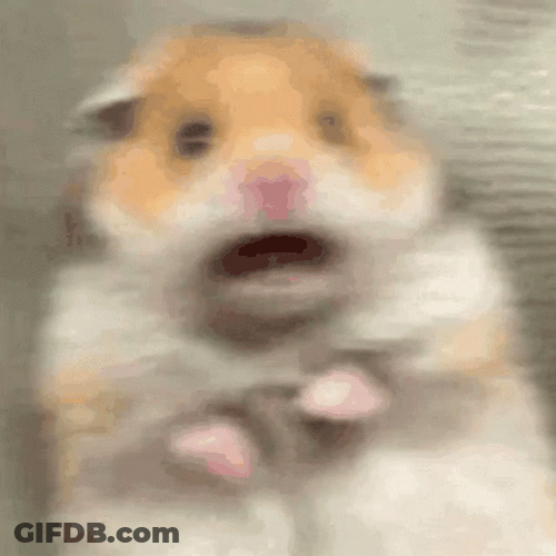Adorable Trembling Terrified Hamster GIF