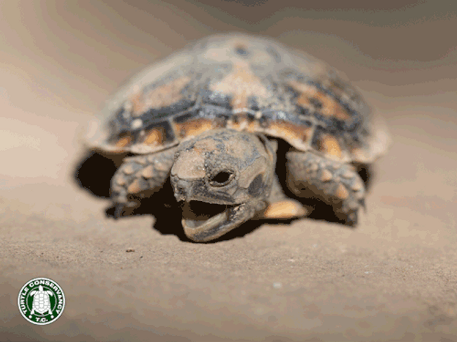 Adorable Turtle Baby Yawning Sleepy GIF
