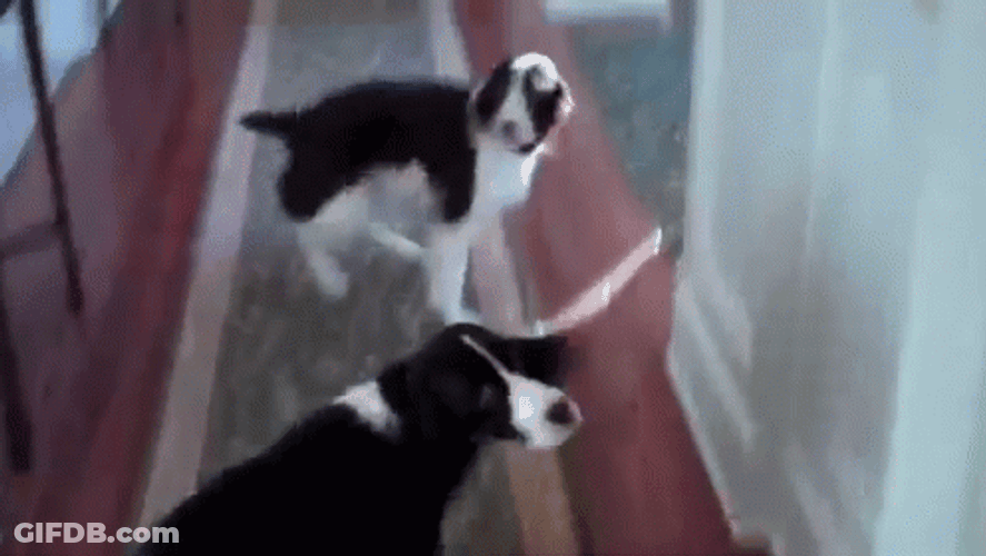 Adorable Two Dogs Spinning Dog Chasing Tail GIF