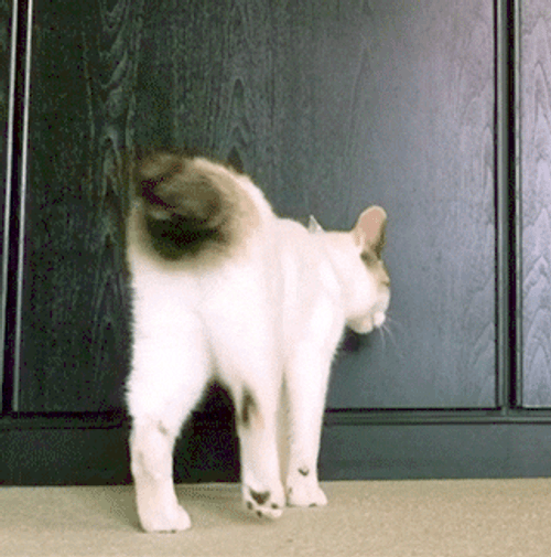 Adorable White Cat Bored GIF