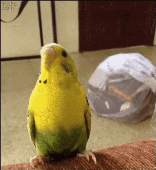 Adorable Yellow Bird Tongs Catch GIF