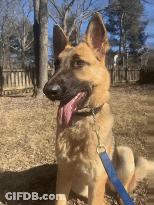 Adult German Shepherd GIF