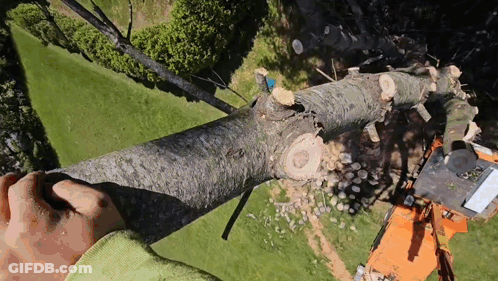 Aerial View Of Person Cutting Tree With Chainsaw GIF