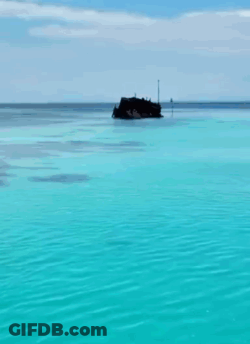 Aerial View Of Stingray In Ocean GIF
