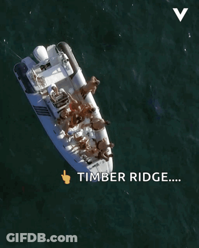 Aerial View People On Boat Timber Ridge GIF