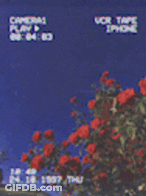 Aesthetic Background Red Flower GIF