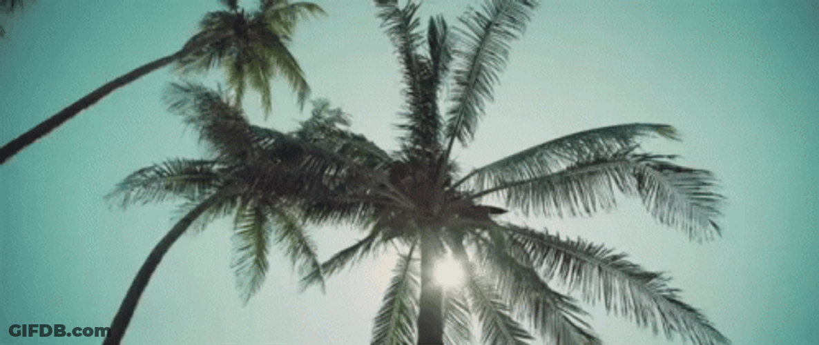 Aesthetic Coconut Tree GIF
