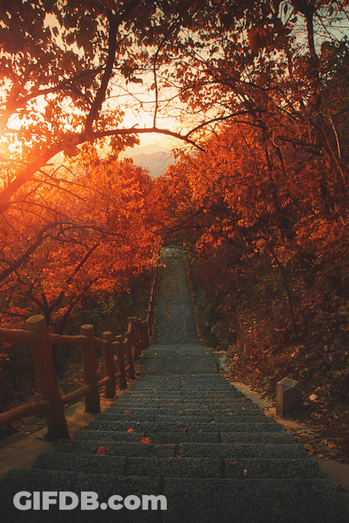 Aesthetic Fall Pathway GIF