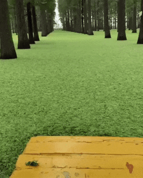 Aesthetic Forest Grass GIF