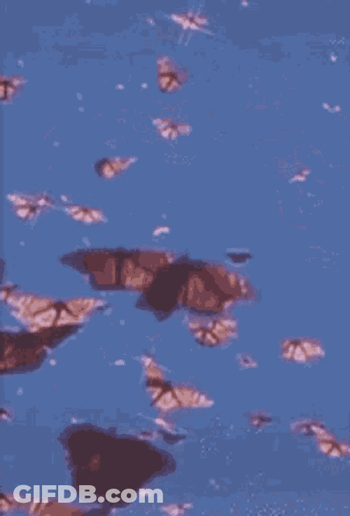 Aesthetic GIF