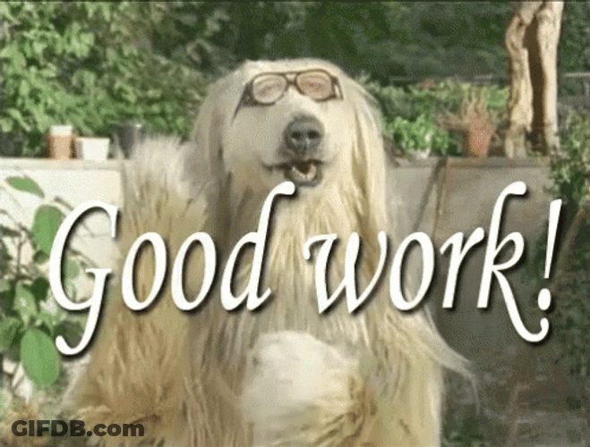 Afghan Hound Dog Nice Work GIF